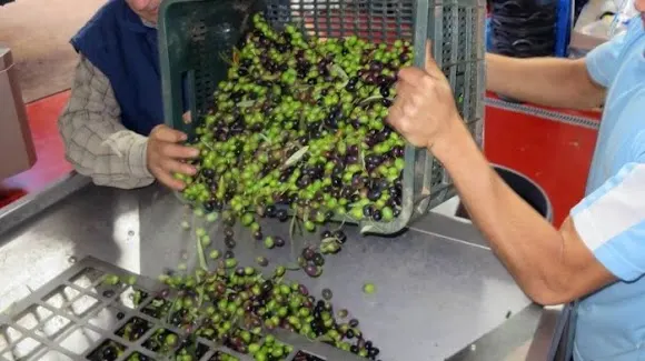 Bodega Mondelo