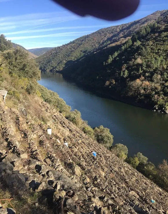 Adega Viña Frieira