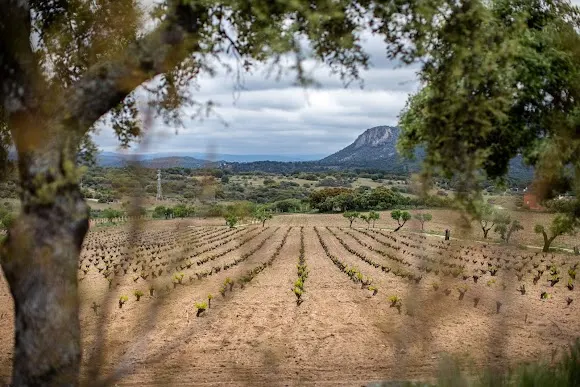 Bodega Tierra Calma - Madrid