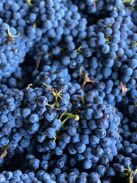 Bodegas Hydria - Bodega en Bullas - foto 2