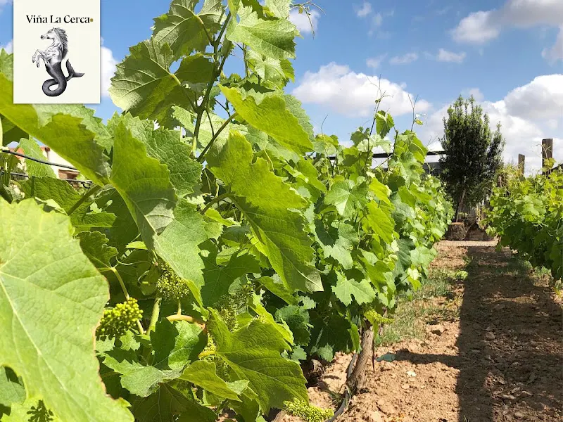 Bodega Viña La Cerca - Cartagena