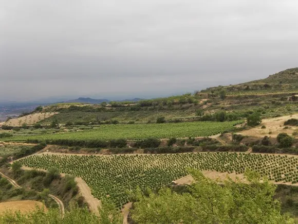 Bodegas Cadarso Ciordia