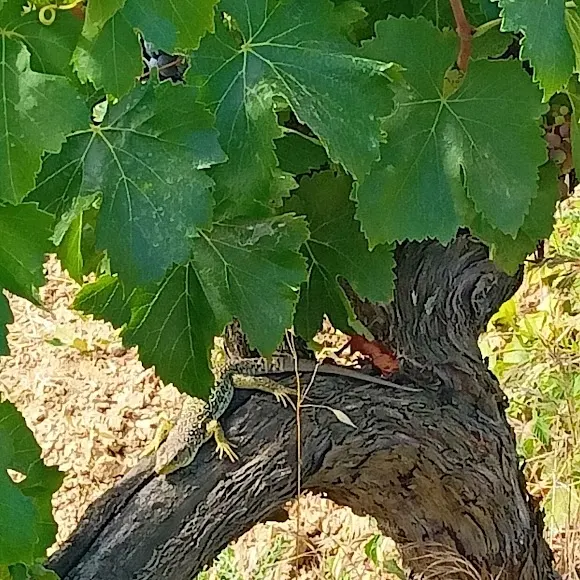 Bodega Mendiko - Pamplona