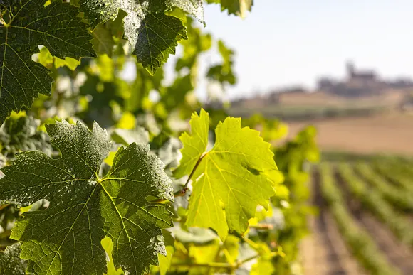 Bodega Reyno de Artajona - Tafalla