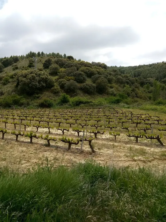Bodegas San Martin