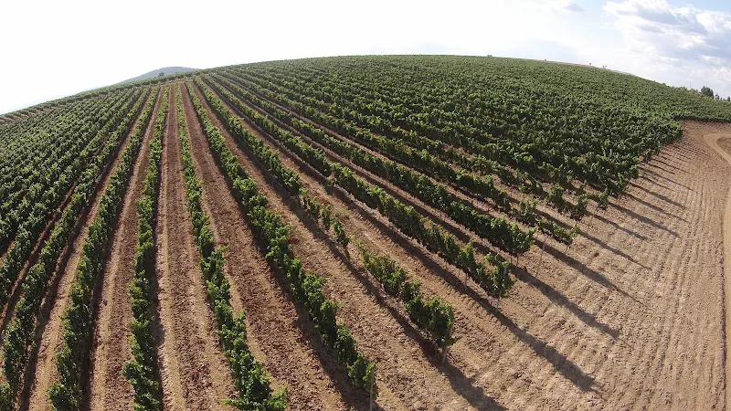 Vinos Lara