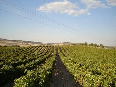 Viñedos Y Bodegas Ribon - Valladolid