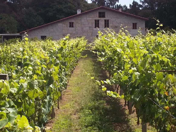 Bodega Corisca
