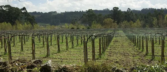 Compañía de Vinos Trico