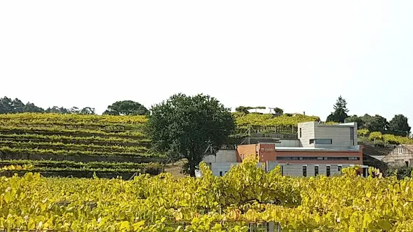 Bodega Carballal Vázquez Abal, S.L. - Pontevedra
