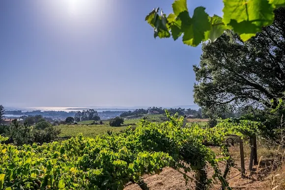 Bodegas Chaves