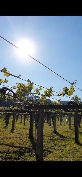 Bodegas ADONIS S.L - Bodega en Ribadumia - foto 2