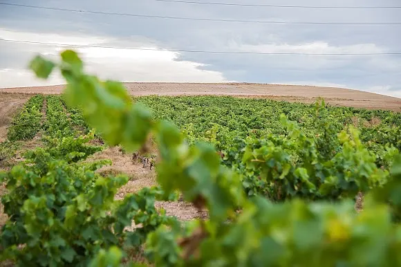 Bodegas y Viñedos Señorío de Aldea - Bodega en Aranda de Duero