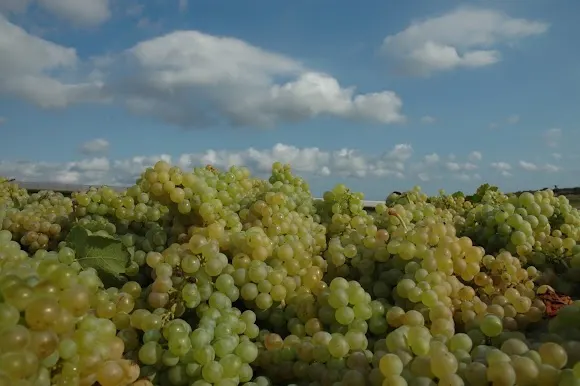 Bodega El Celler de l'Apotecari (Albesa Figuerola S.C.P.) - Valls