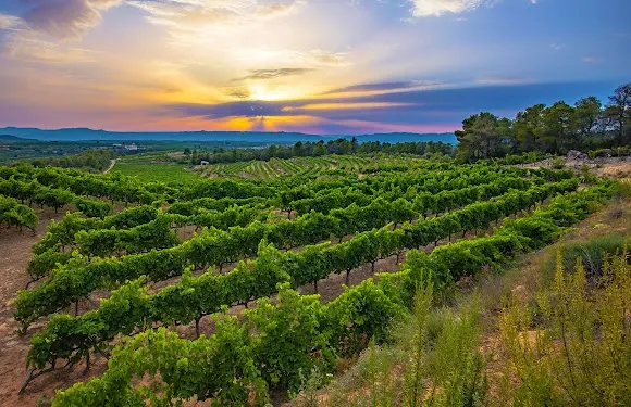 Bodega Laurona