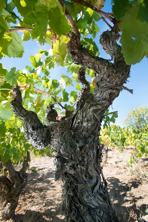 Acústic Celler