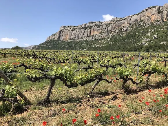 Celler Pasanau - Reus
