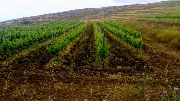 Tierras De Aponte - Adeje