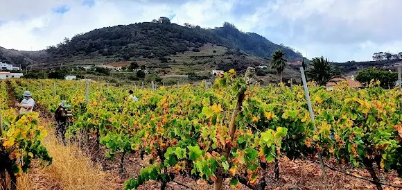 Bodega El Lomo (AFECAN, S.A.)