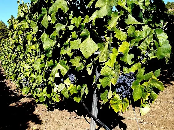 Bodegas Onesima Pérez Rodríguez - Los Llanos de Aridane