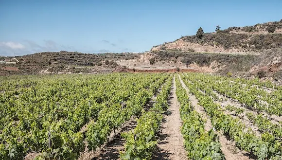 Bodega Viña Arese - Candelaria