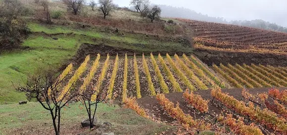 Bodegas Eufrosina Pérez Rodríguez - Los Llanos de Aridane