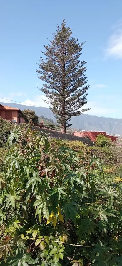 Bodega La Araucaria