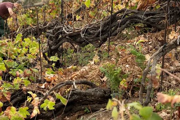 Bodega Marzagana Elementales (Winery / Weingut / Cantina / Cave / Viinikellari). Artisan wines