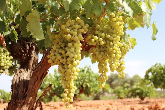 Bodega Lagar Quixote - Quintanar de la Orden