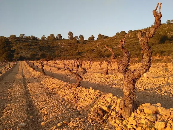 Bodegas Pigar - Requena