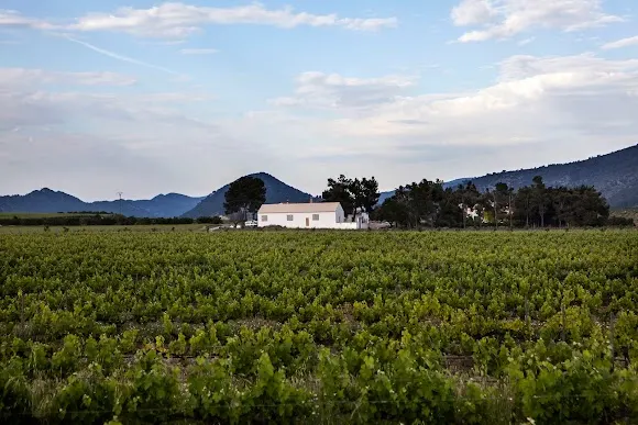 Pago Casa Gran · Vinos ecológicos - Ontinyent