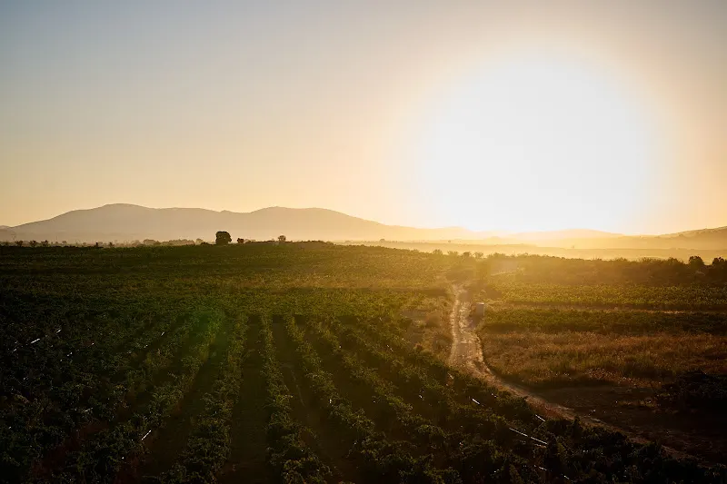 Bodegas NOVOS - Finca Ardal - Bodega en Requena - foto 2