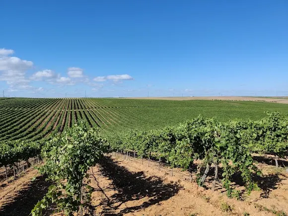 FINCA LAS BEDOYAS - Rueda