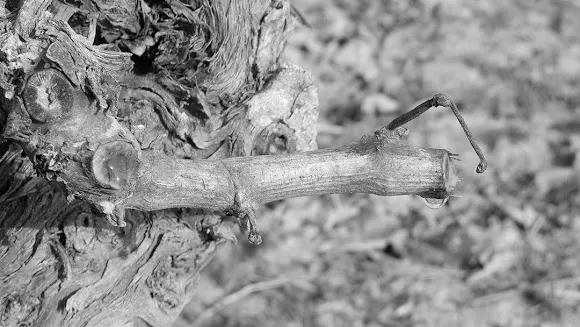 Vinos de Toro
