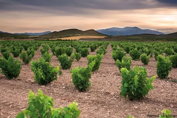 BODEGAS COVINCA